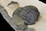 Dicranurus Trilobite - Free Standing Spines! #174200-12